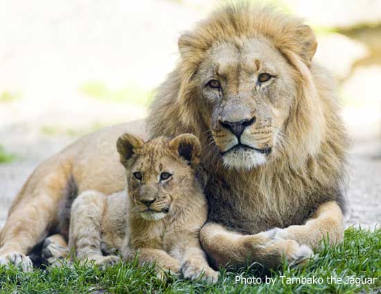 ライオンの親子 フリー画像 写真